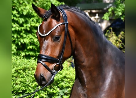 KWPN, Caballo castrado, 3 años, 162 cm, Castaño