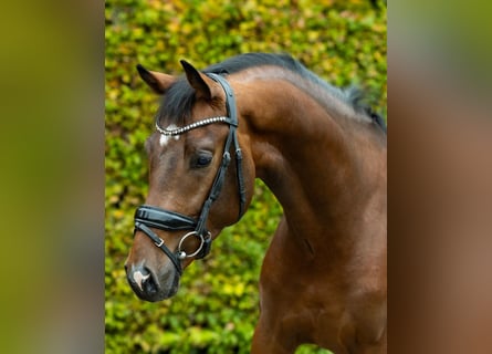 KWPN, Caballo castrado, 3 años, 162 cm, Castaño