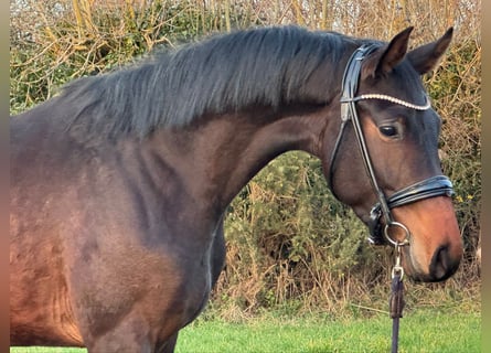 KWPN, Caballo castrado, 3 años, 162 cm, Morcillo