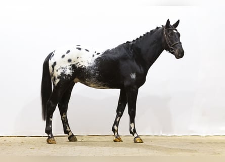 KWPN, Caballo castrado, 3 años, 163 cm, Atigrado/Moteado