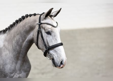 KWPN, Caballo castrado, 3 años, 163 cm