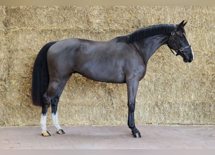 KWPN, Caballo castrado, 3 años, 163 cm, Negro