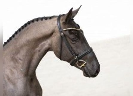 KWPN, Caballo castrado, 3 años, 163 cm, Tordillo negro