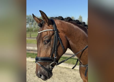 KWPN, Caballo castrado, 3 años, 164 cm, Castaño