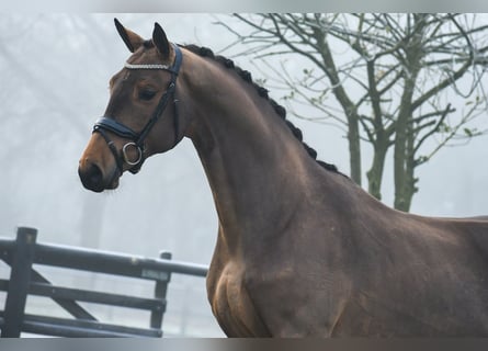 KWPN, Caballo castrado, 3 años, 164 cm, Castaño