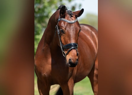 KWPN, Caballo castrado, 3 años, 164 cm, Castaño claro