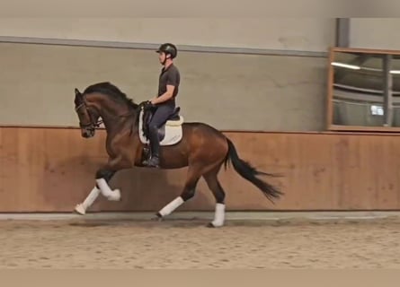 KWPN, Caballo castrado, 3 años, 164 cm, Castaño oscuro