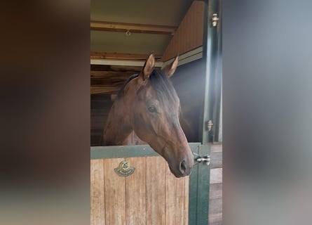 KWPN, Caballo castrado, 3 años, 164 cm, Castaño oscuro
