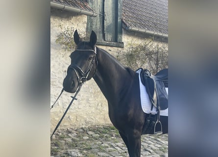 KWPN, Caballo castrado, 3 años, 164 cm, Negro