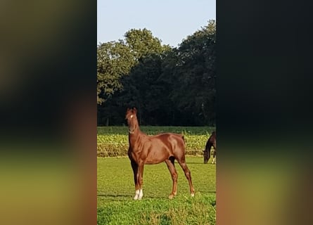 KWPN, Caballo castrado, 3 años, 165 cm, Alazán-tostado