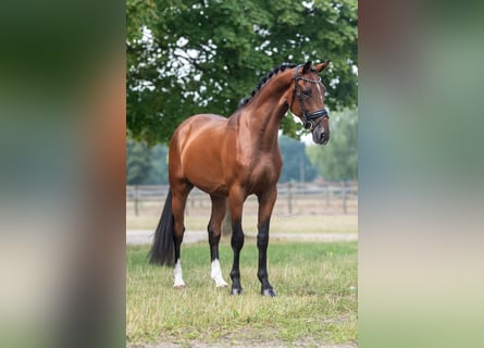 KWPN, Caballo castrado, 3 años, 165 cm, Castaño
