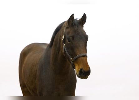 KWPN, Caballo castrado, 3 años, 165 cm, Castaño