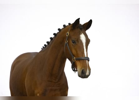 KWPN, Caballo castrado, 3 años, 165 cm, Castaño