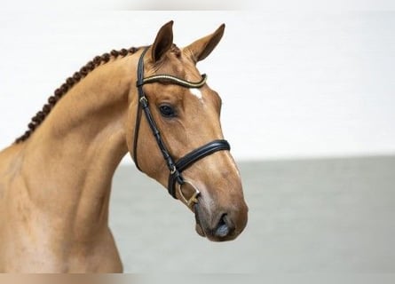 KWPN, Caballo castrado, 3 años, 165 cm, Castaño claro