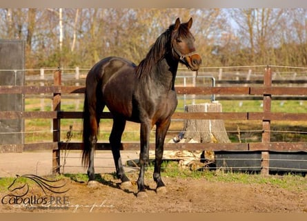 KWPN, Caballo castrado, 3 años, 165 cm, Castaño oscuro