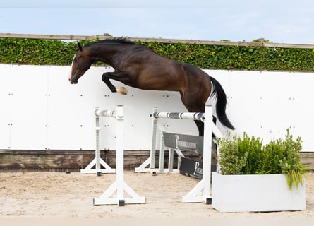 KWPN, Caballo castrado, 3 años, 165 cm, Castaño oscuro