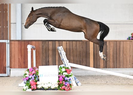 KWPN, Caballo castrado, 3 años, 165 cm, Castaño rojizo