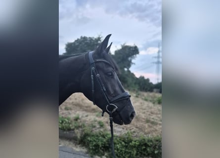 KWPN, Caballo castrado, 3 años, 165 cm, Negro