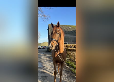 KWPN, Caballo castrado, 3 años, 166 cm, Alazán