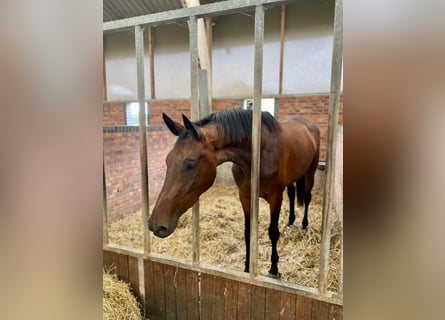 KWPN, Caballo castrado, 3 años, 166 cm, Castaño oscuro