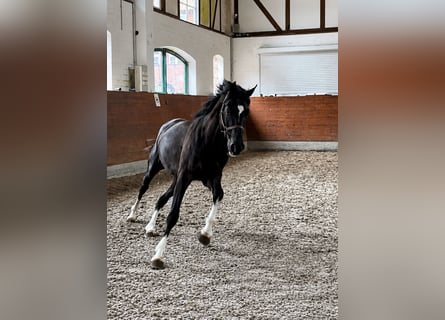 KWPN, Caballo castrado, 3 años, 166 cm, Negro
