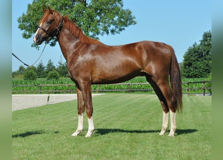 KWPN, Caballo castrado, 3 años, 167 cm, Alazán