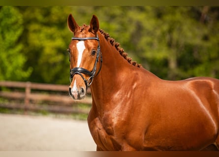 KWPN, Caballo castrado, 3 años, 167 cm, Alazán