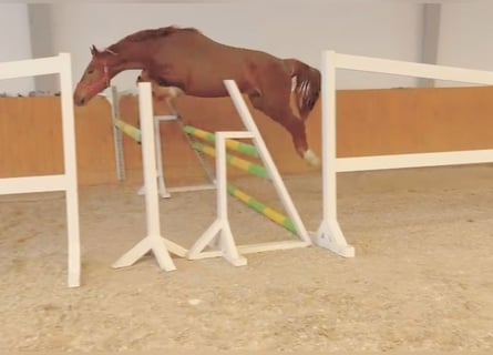 KWPN, Caballo castrado, 3 años, 167 cm, Alazán