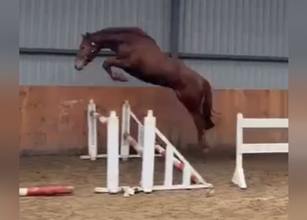 KWPN, Caballo castrado, 3 años, 167 cm, Alazán-tostado