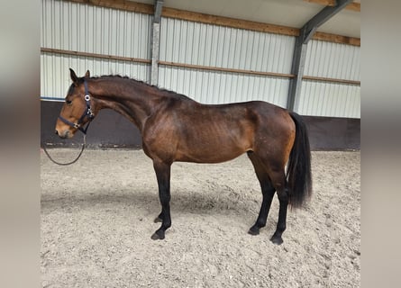 KWPN, Caballo castrado, 3 años, 167 cm, Castaño