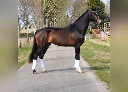 KWPN, Caballo castrado, 3 años, 167 cm, Castaño
