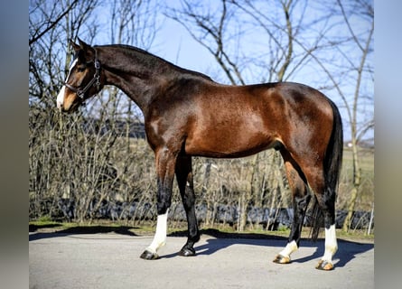 KWPN, Caballo castrado, 3 años, 167 cm, Castaño
