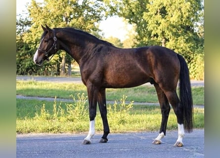 KWPN, Caballo castrado, 3 años, 167 cm, Castaño