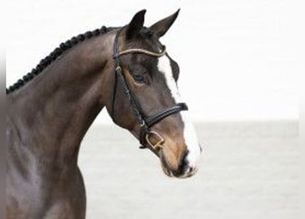 KWPN, Caballo castrado, 3 años, 167 cm, Castaño