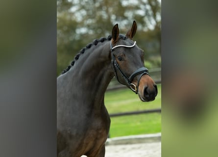 KWPN, Caballo castrado, 3 años, 167 cm, Castaño oscuro