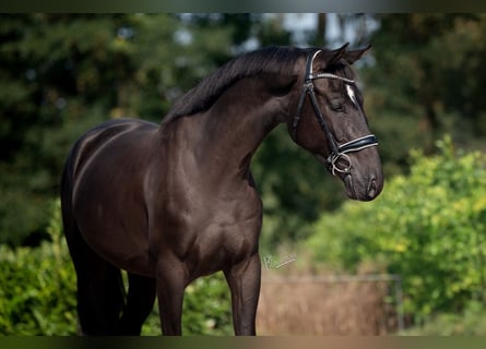 KWPN, Caballo castrado, 3 años, 167 cm, Negro