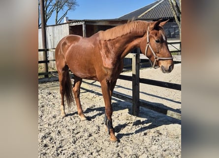 KWPN, Caballo castrado, 3 años, 168 cm, Alazán