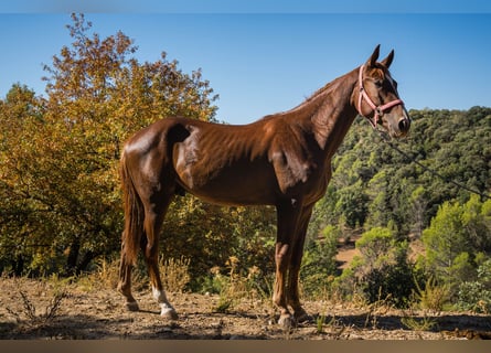 KWPN, Caballo castrado, 3 años, 168 cm, Alazán