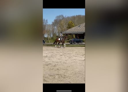 KWPN, Caballo castrado, 3 años, 168 cm, Castaño