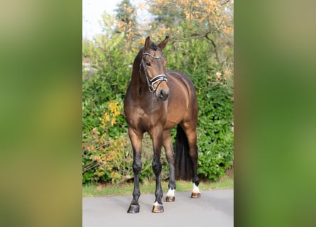 KWPN, Caballo castrado, 3 años, 168 cm, Castaño