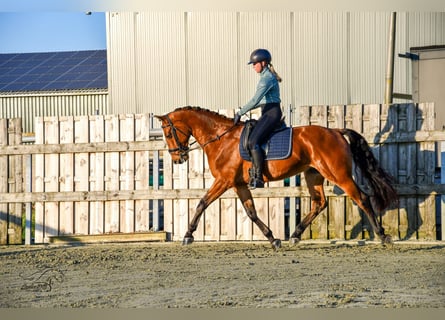 KWPN, Caballo castrado, 3 años, 168 cm, Castaño