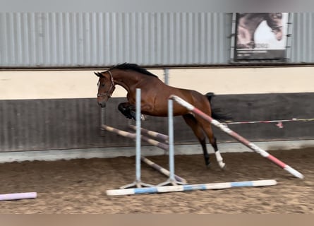 KWPN, Caballo castrado, 3 años, 168 cm, Castaño