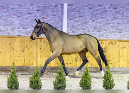 KWPN, Caballo castrado, 3 años, 168 cm, Castaño oscuro