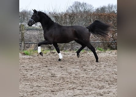 KWPN, Caballo castrado, 3 años, 168 cm, Morcillo