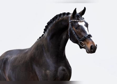 KWPN, Caballo castrado, 3 años, 168 cm, Morcillo