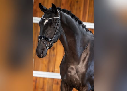 KWPN, Caballo castrado, 3 años, 168 cm, Negro