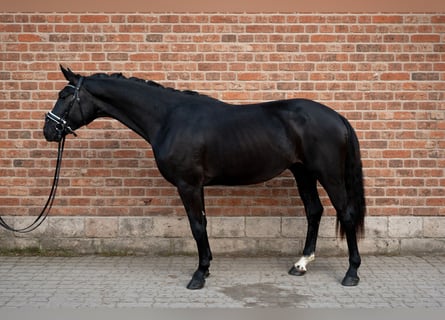 KWPN, Caballo castrado, 3 años, 168 cm, Negro