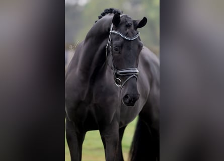 KWPN, Caballo castrado, 3 años, 168 cm, Negro