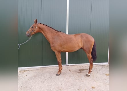 KWPN, Caballo castrado, 3 años, 169 cm, Alazán-tostado