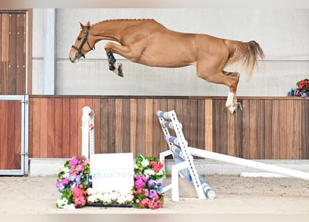 KWPN, Caballo castrado, 3 años, 169 cm, Alazán-tostado